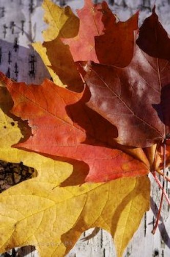 Photo: Maple Leaves Autumn Colors Algonquin Provincial Park Ontario