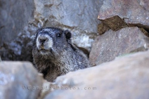 Photo: Vancouver Island Marmot