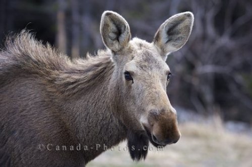 Photo: Moose Close Up Picture Newfoundland