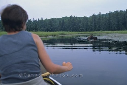 Photo: Moose Habitat Ontario