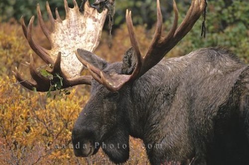 Photo: Photo Of A Moose Stag