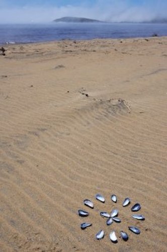 Photo: Mussel Shell Art Pinware River Beach Labrador