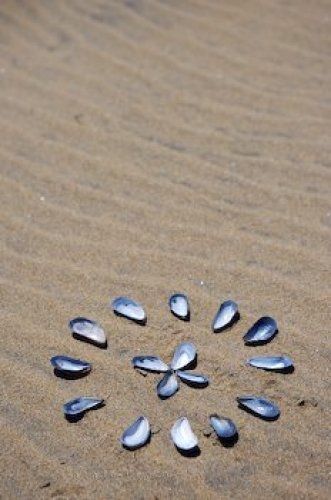 Photo: Mussel Shell