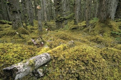 Photo: Naikoon Park Graham Island