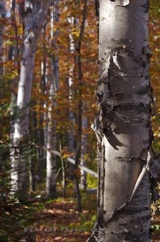 Photo: Natural Beauty Fall Forest Algonquin Provincial Park