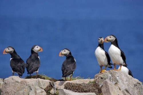 Photo: Nesting Atlantic Puffins Bird Island Newfoundland