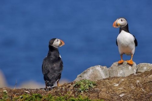 Photo: Newfoundland Atlantic Puffins Bird Island