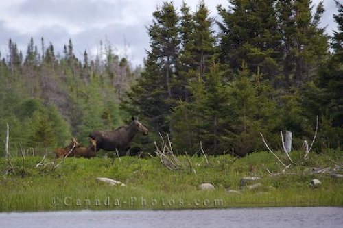 Photo: Newfoundland Moose Family