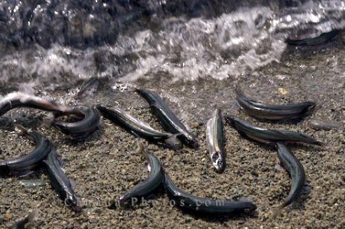 Photo: Newfoundland Spawning Capelin Trinity Bay