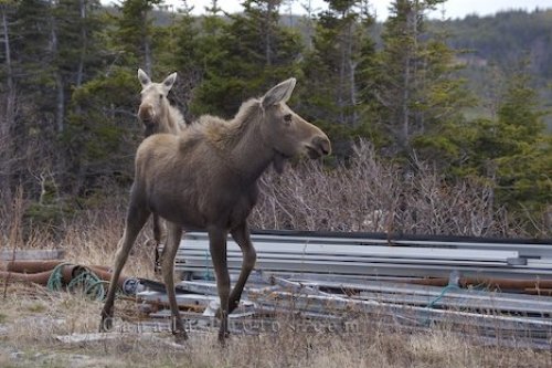 Photo: Newfoundland Wildlife Picture