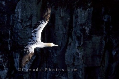Photo: Northern Gannet Picture