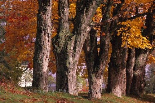 Photo: Old Trees Autumn Colours