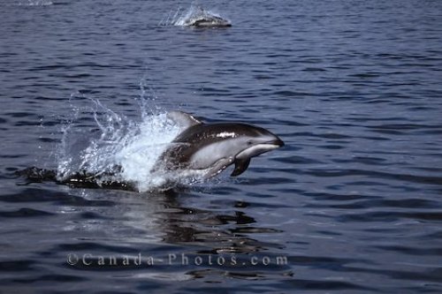 Photo: Pacific White Sided Dolphins BC