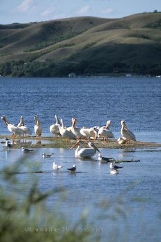 Photo: Pelicans