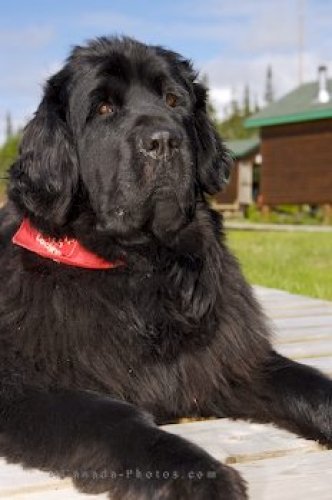 Photo: Pet Newfoundland Dog