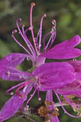 Photo: Pink Flower