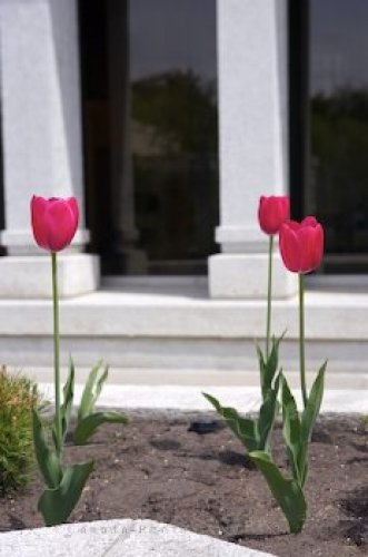 Photo: Pink Tulips Alberta Temple