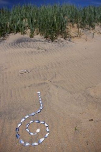 Photo: Pinware River Shell Art Southern Labrador