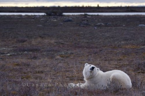 Photo: Polar Bear Cloud Watching Churchill Manitoba
