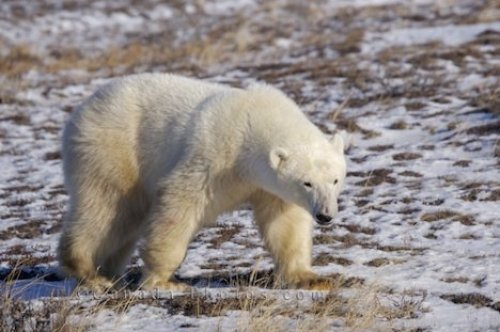 Photo: Polar Bear Near Camp Nanuq Hudson Bay Churchill Manitoba