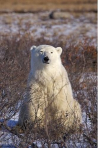 Photo: Polar Bear Pose Hudson Bay Manitoba