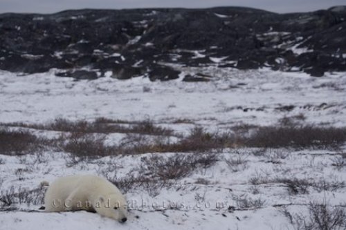 Photo: Polar Bear Snow Resting Hudson Bay Manitoba