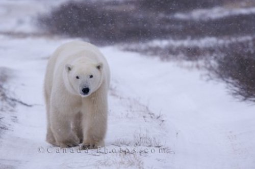 Photo: Polar Bear Snow Storm Hudson Bay Churchill Manitoba