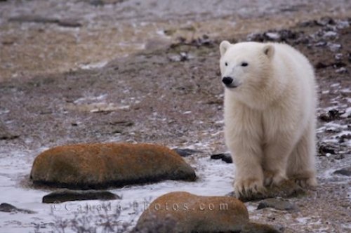 Photo: Polar Bear Territory Churchill Manitoba