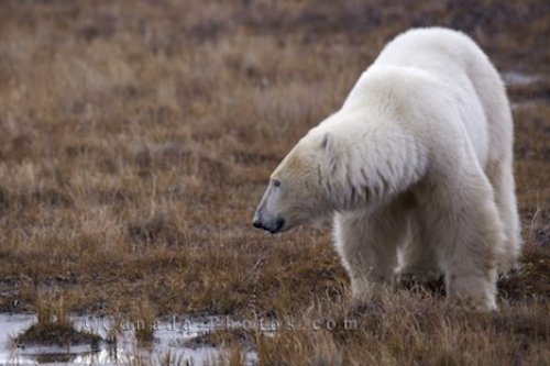 Photo: Polar Bear Water Churchill Manitoba