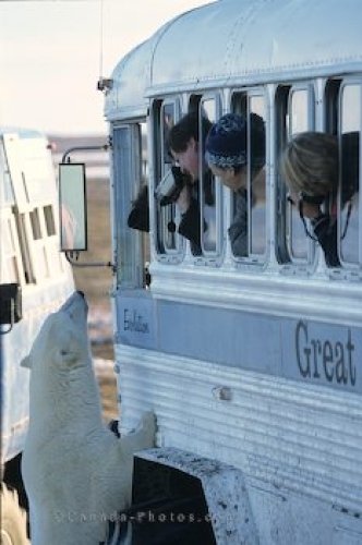 Photo: Curious Polar Bears Churchill Humans