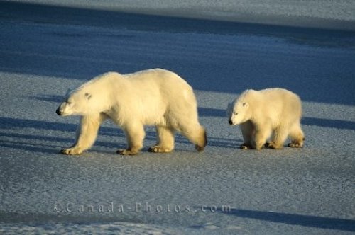 Photo: Polar Bears Churchill Manitoba