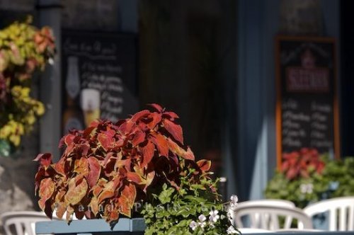 Photo: Potted Plants Picture