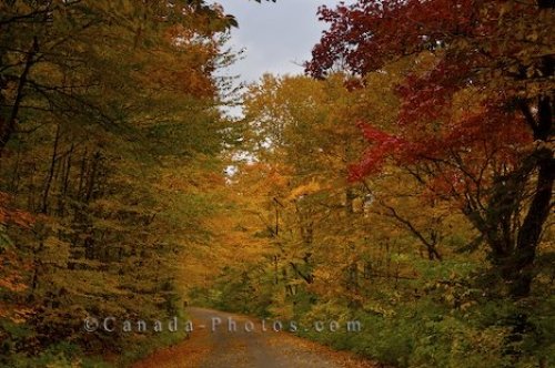 Photo: Quebec Fall Trees Jacques Cartier Park