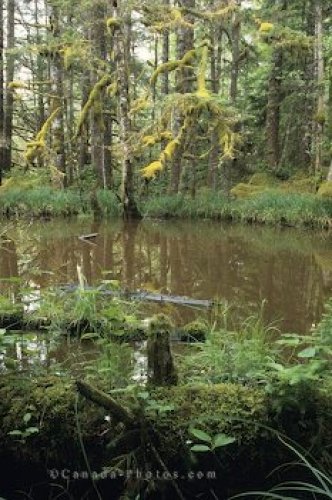 Photo: Rainforest Bog Graham Island