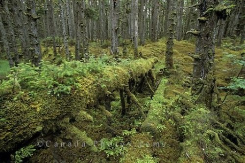 Photo: Rainforest Naikoon Park British Columbia