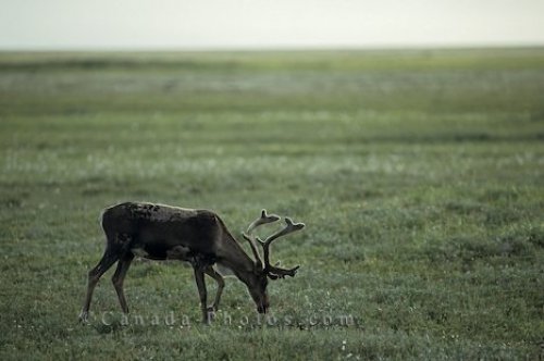 Photo: Rangifer Tarandus Reindeer