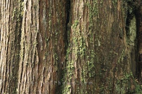 Photo: Renell Sound Old Tree Bark