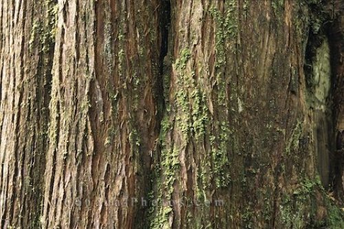 Photo: Renell Sound Old Tree Bark