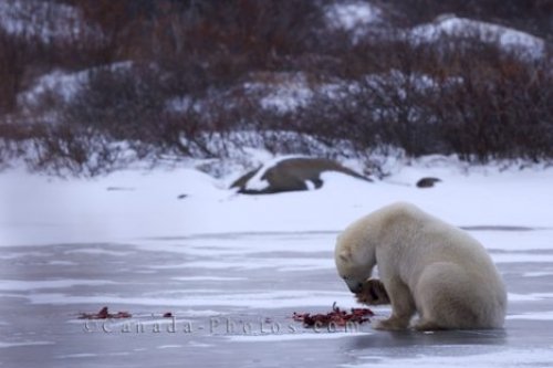 Photo: Ringed Seal Polar Bear Meal Frozen Lake Hudson Bay Manitoba