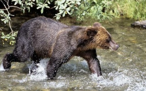 Photo: Black Bear In Stream