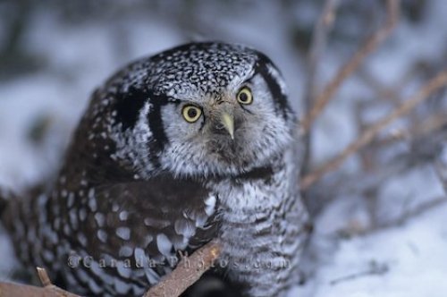 Photo: Owl