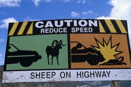 Photo: Sheep Road Sign British Columbia