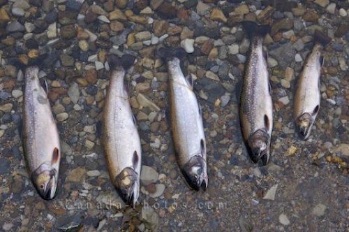 Photo: Speckled Trout Fishing Newfoundland