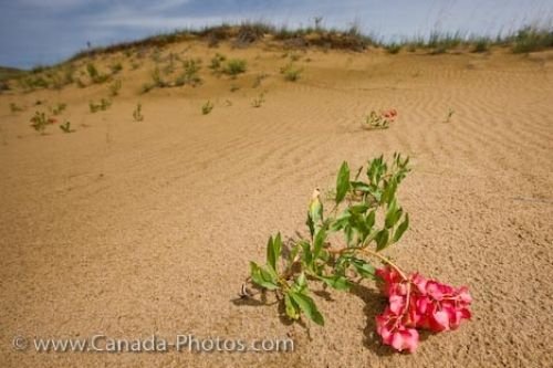 Photo: Spirit Sands Hardy Wildlflower Spruce Woods Provincial Park