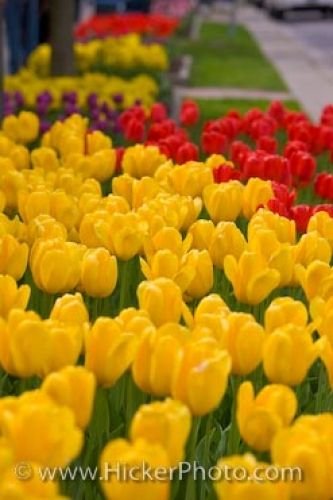 Photo: Springtime Tulips Niagara On The Lake Ontario Canada