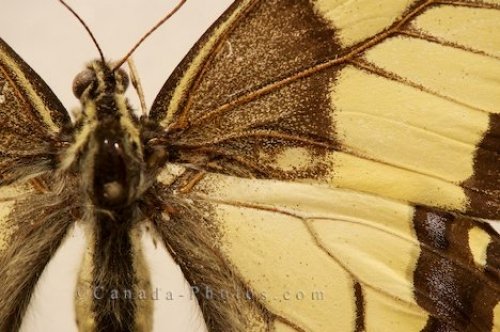 Photo: Swallowtail Butterfly Close Up Picture Butterfly Pavilion Newfoundland