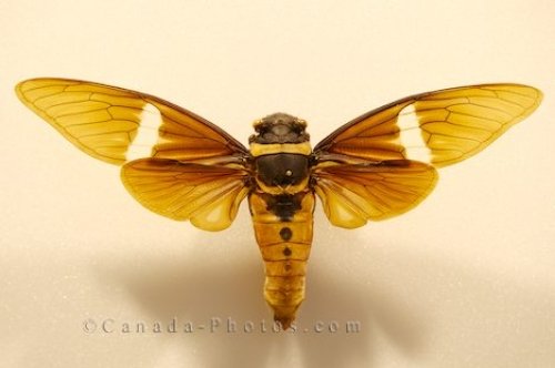 Photo: Thailand Insect Newfoundland Insectarium And Butterfly Pavilion