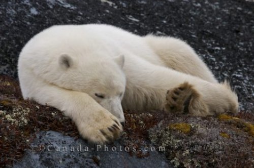 Photo: Tired Polar Bear Churchill Manitoba