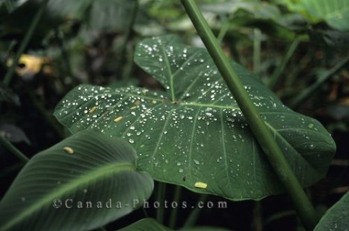 Photo: Water Drops