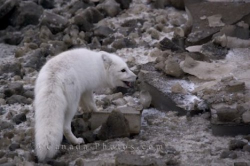 Photo: White Arctic Fox Animal Picture